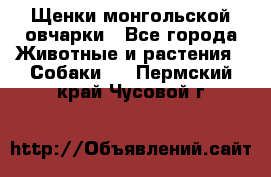 Щенки монгольской овчарки - Все города Животные и растения » Собаки   . Пермский край,Чусовой г.